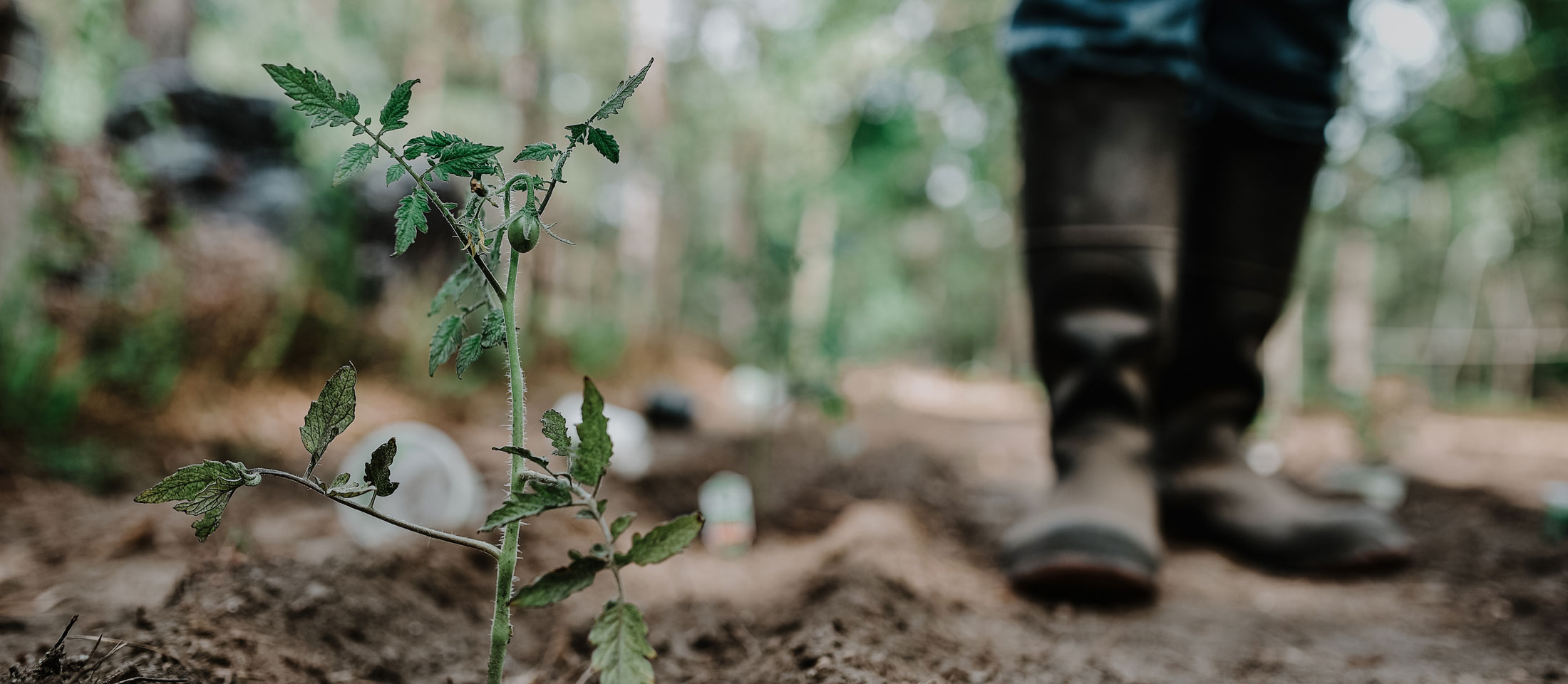 Person wearing mud boots standing next to a row of crops in a garden.